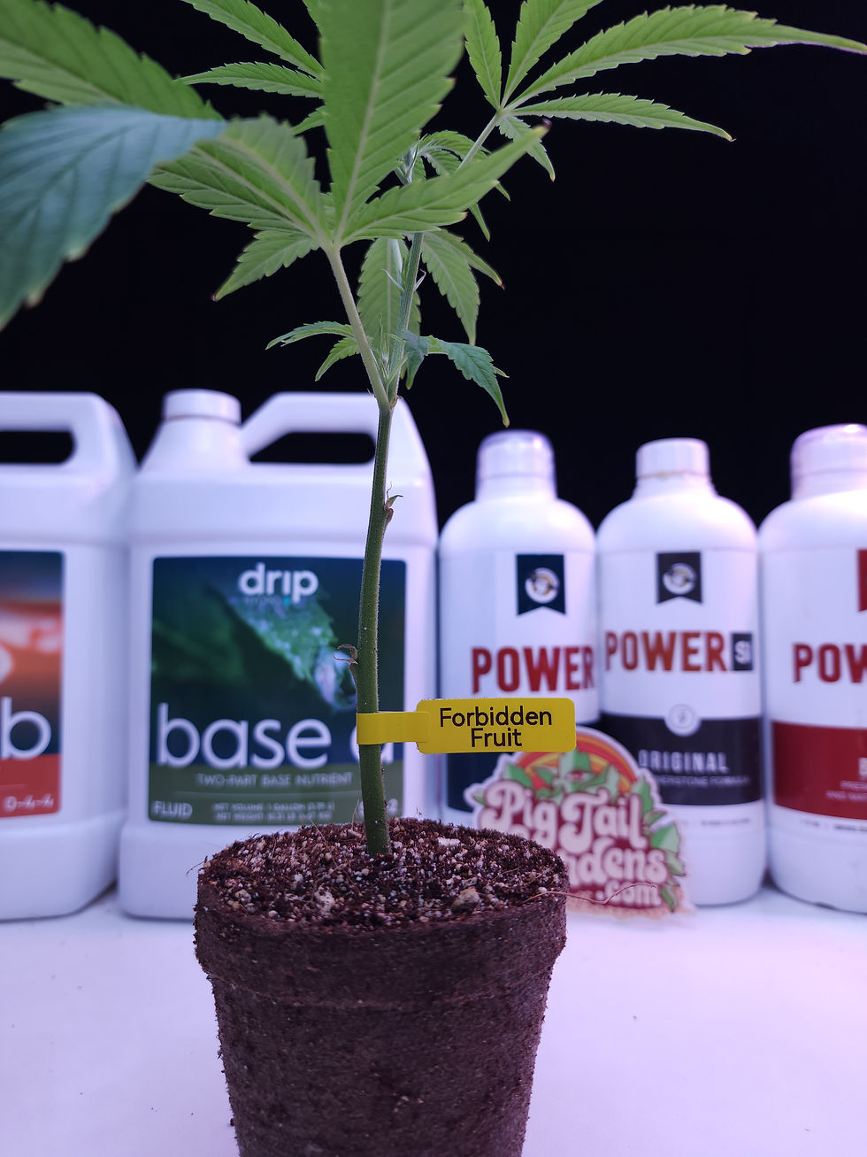 Thumbnail: Forbidden Fruit (Spannabis 2019 Cup Winner)