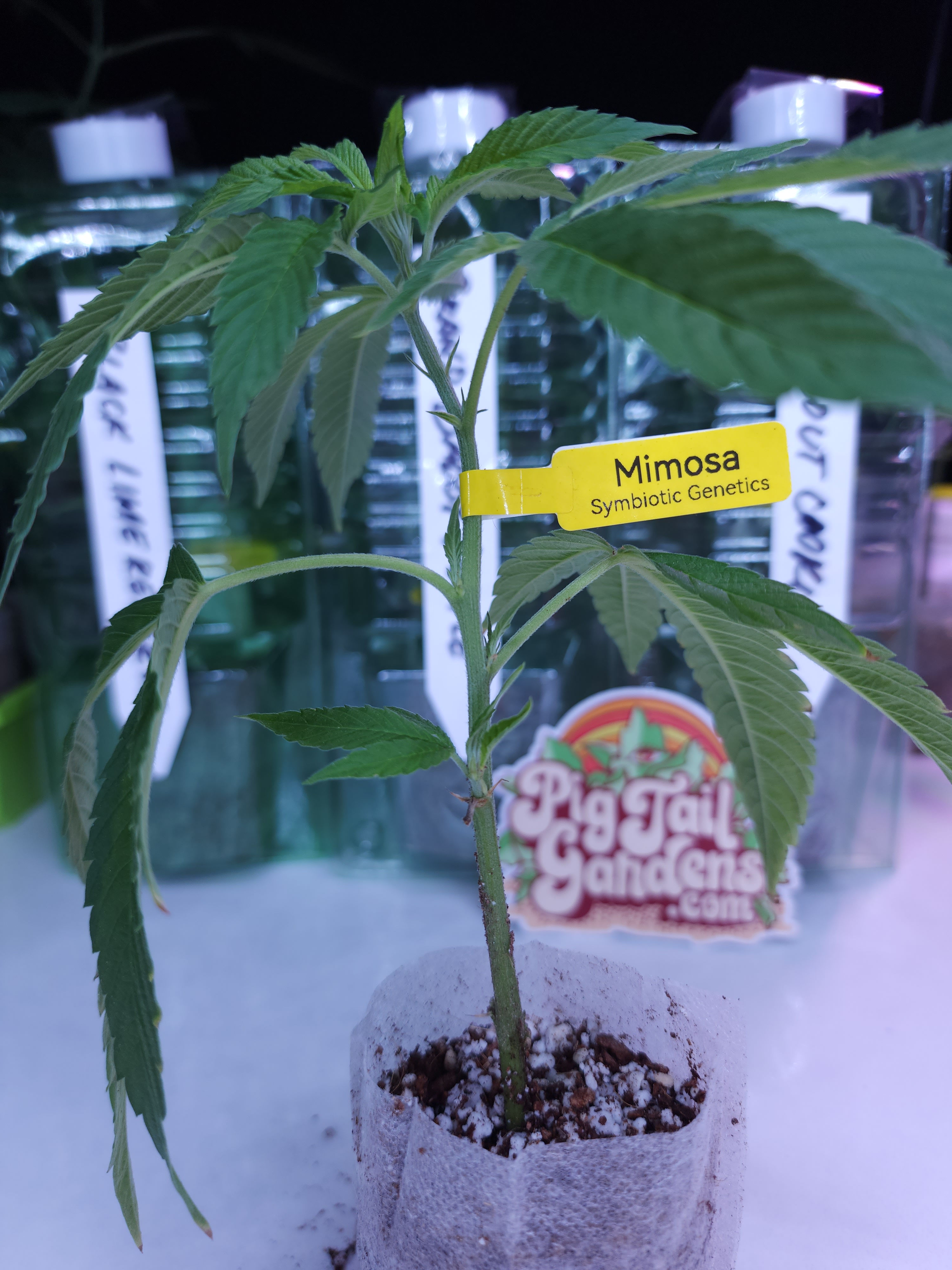 Mimosa (Symbiotic Genetics)