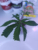 Thumbnail: ZOAP (Deep East Oakland)
