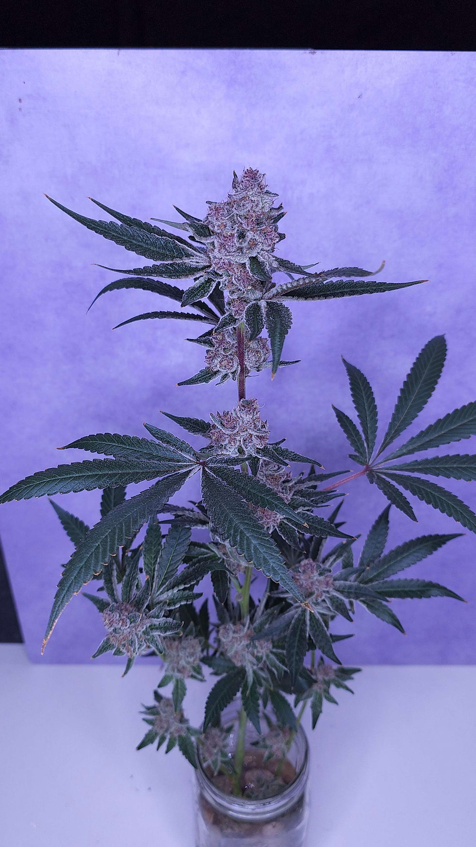 Thumbnail: Super Buff Cherry #26 (GrowMoreStressLess)
