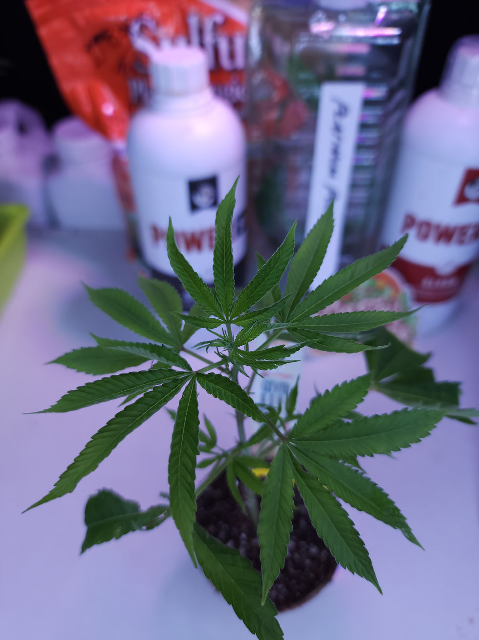 Thumbnail: Grape Gas S1 (Compound Genetics)