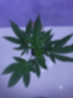Thumbnail: ZOAP (Deep East Oakland)