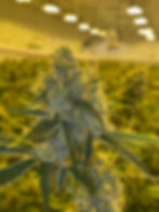 Thumbnail: Skywalker OG (Heirloom Cut from Hollywood)