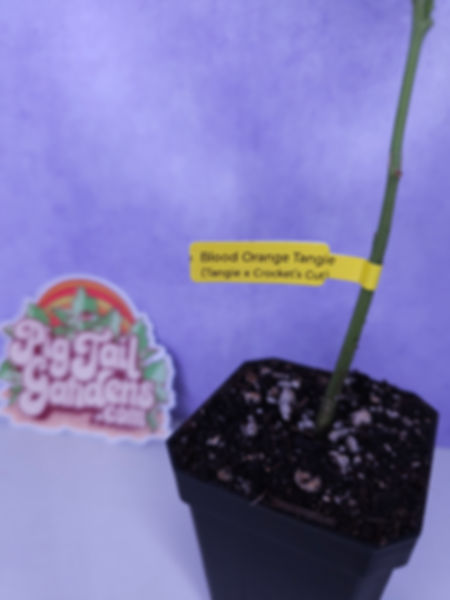 Blood Orange Tangie (Tangie x Crockett's Cut)