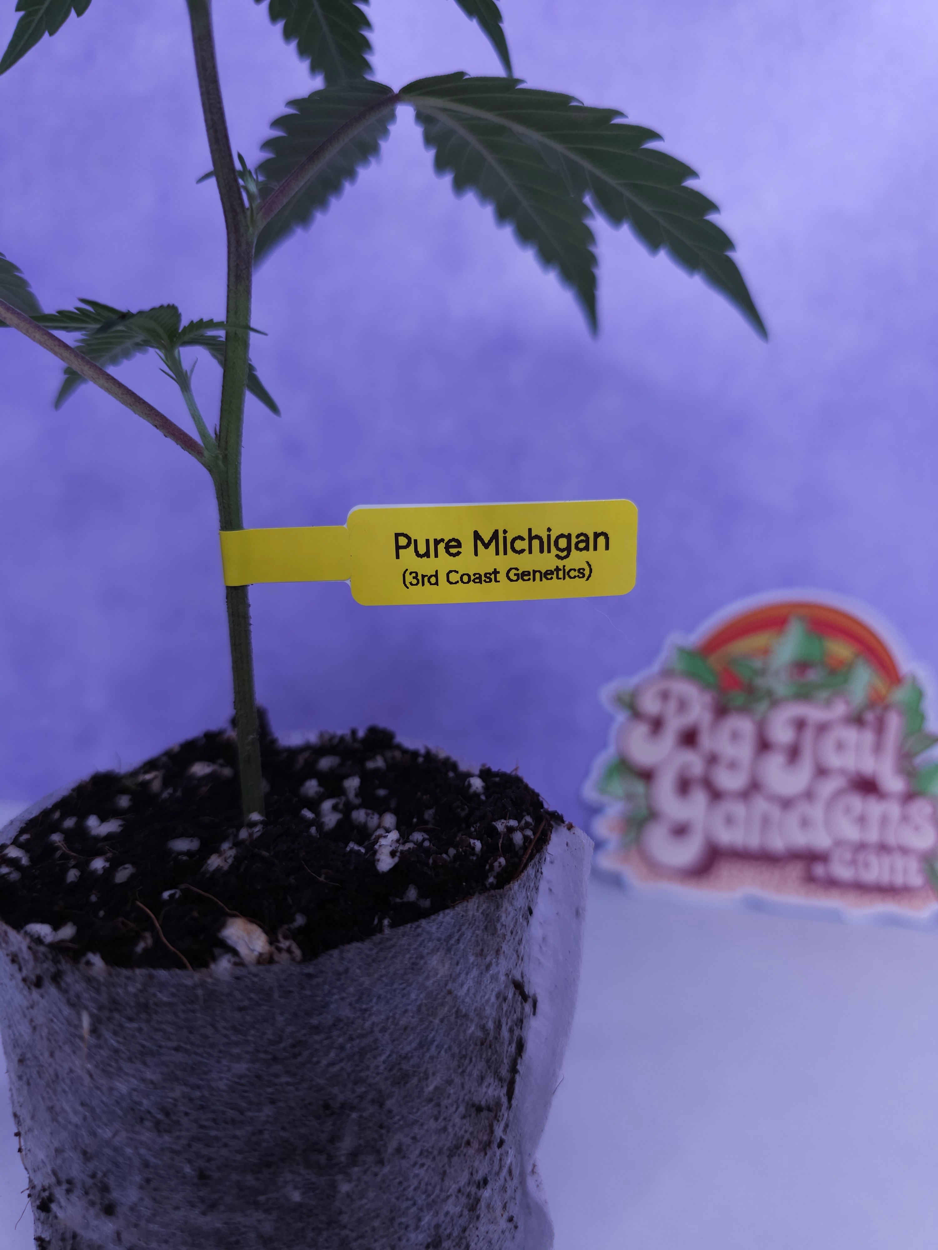 Pure Michigan (3rd Coast Genetics)