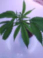 Thumbnail: Tangie Haze (Legendary Colorado Cut)