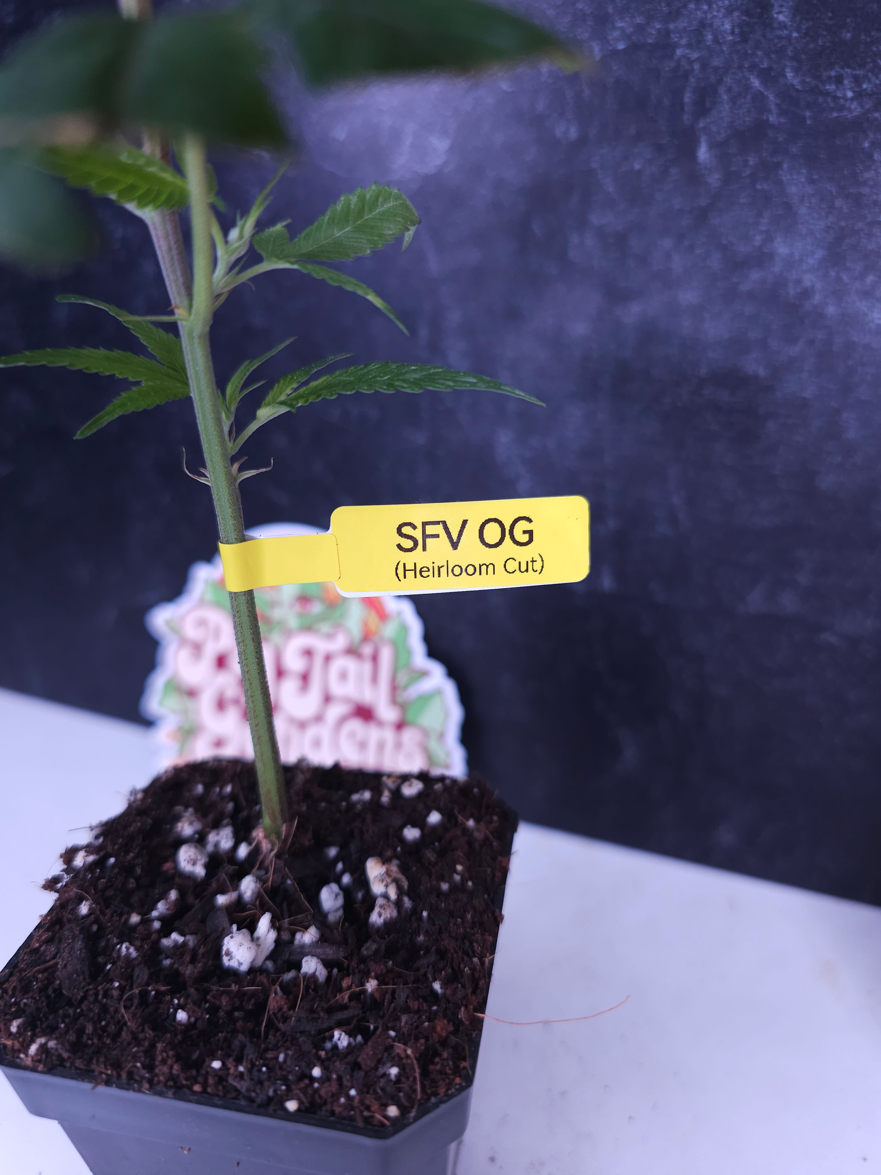 SFV OG (Swerve/Cali Connection)