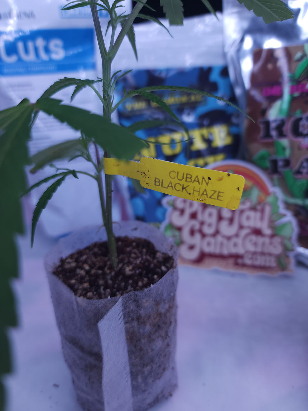 Cuban Black Haze (Clone Only)
