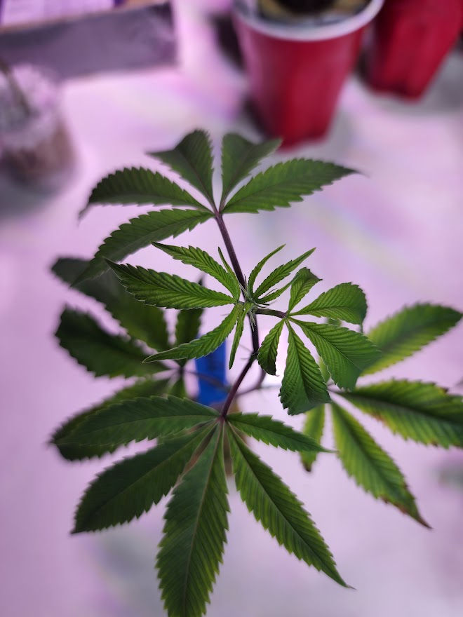 Thumbnail: WiFi 43 (TLC Collective)