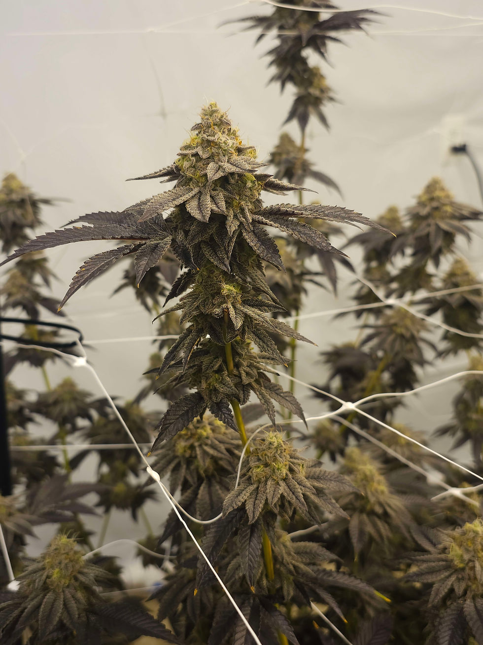 Thumbnail: Rainbow Sherbet #11 (Deep East Oakland)