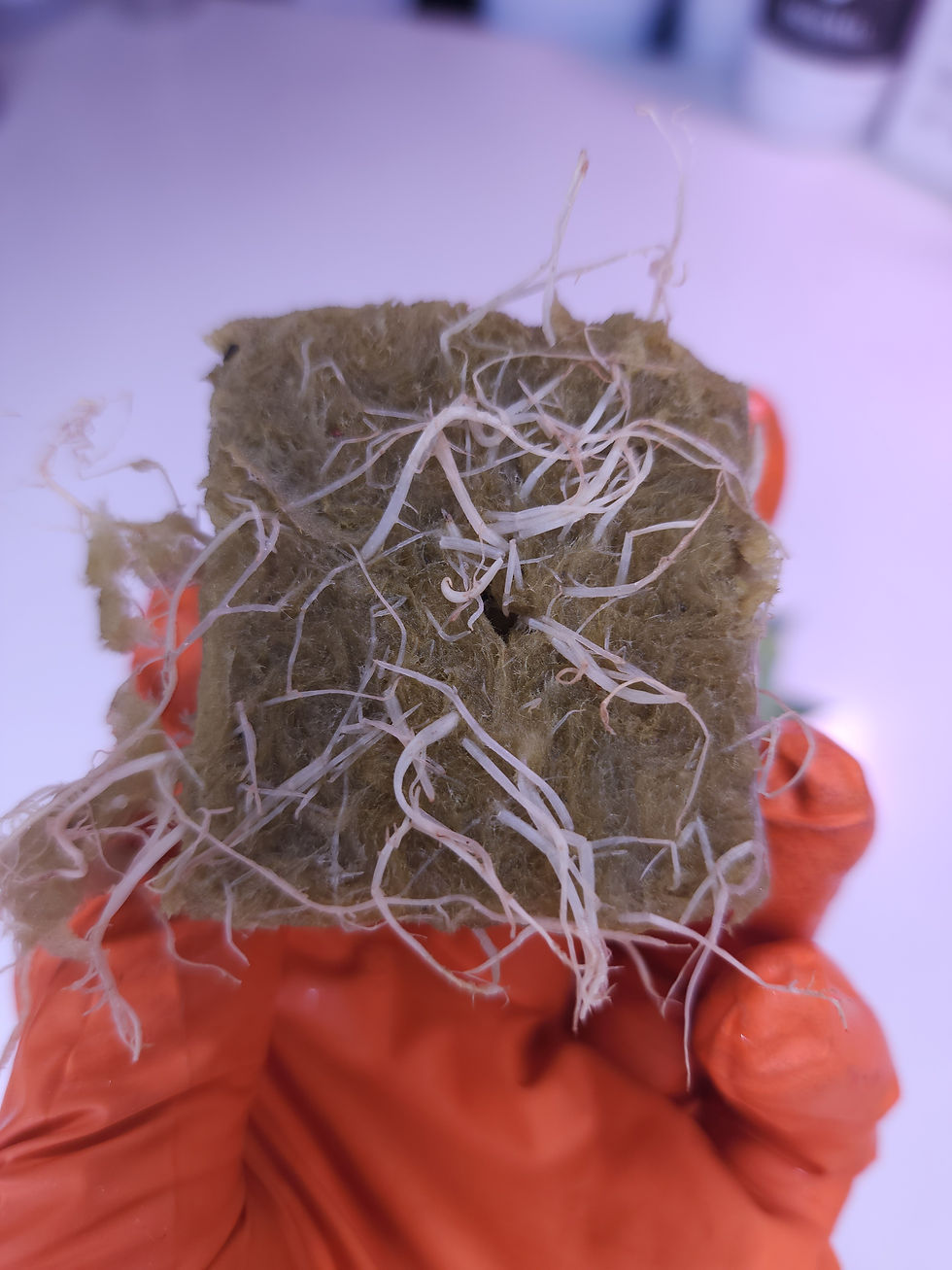 Papaya Punch (Oni Seed Co)