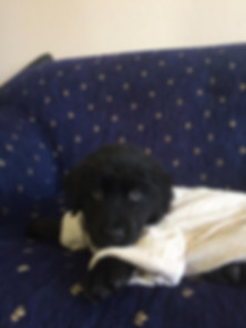 kedi sahiplendirme ilanları
