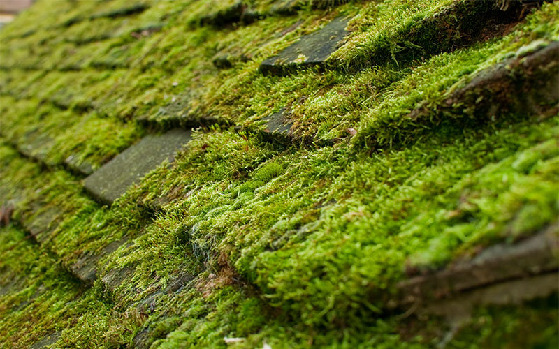 Lichen-Mould-and-Moss-On-Roofs.jpeg