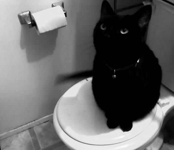 reine on toilet seat