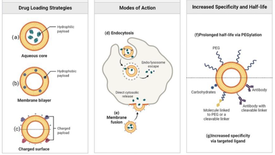Figure 1: Liposome based drug delivery. Image taken from (Zong et al., 2022).