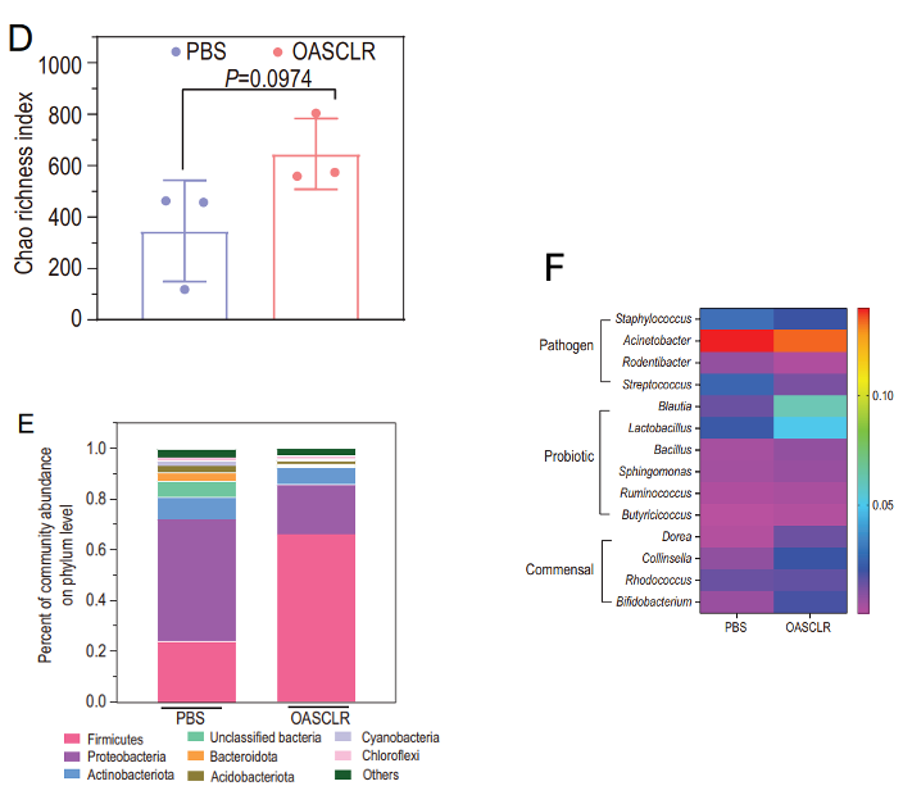 Figure 5: (D) The Chao richness index of two groups for the estimation of microbial community diversity. (E) Distribution of microbial communities of different groups (PBS and OASCLR) at the phylum level. (F) Heat map between the PBS and OASCLR groups classified in OTUs. Image taken from (Fu et al., 2022).