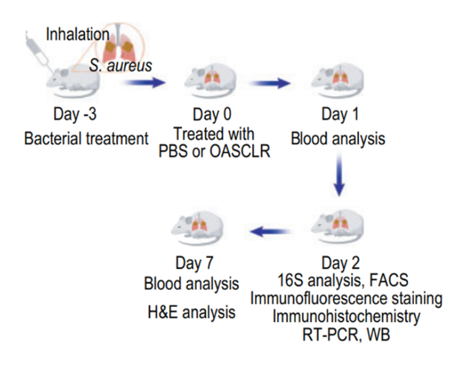 Figure 4: Schematic diagram of the experimental outline of primary pneumonia with SA. Image taken from (Fu et al., 2022).