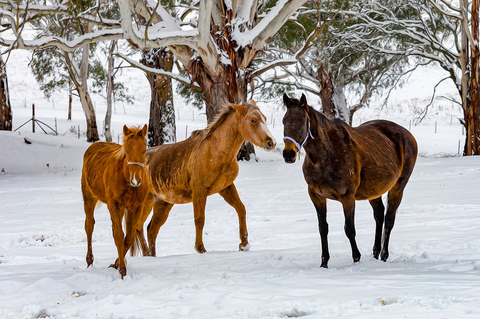 Three Wise Horses
