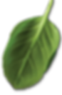 Leaf.png
