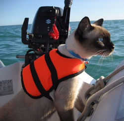 A Boat cat