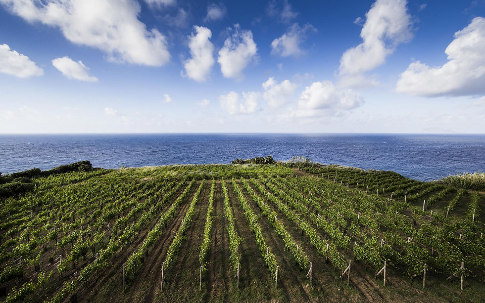 Miniatura: compra vino dolce malvasia isole eolie
