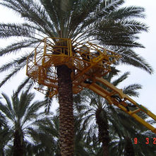 דנה שרותי מימון - תכנית עבודה 2025