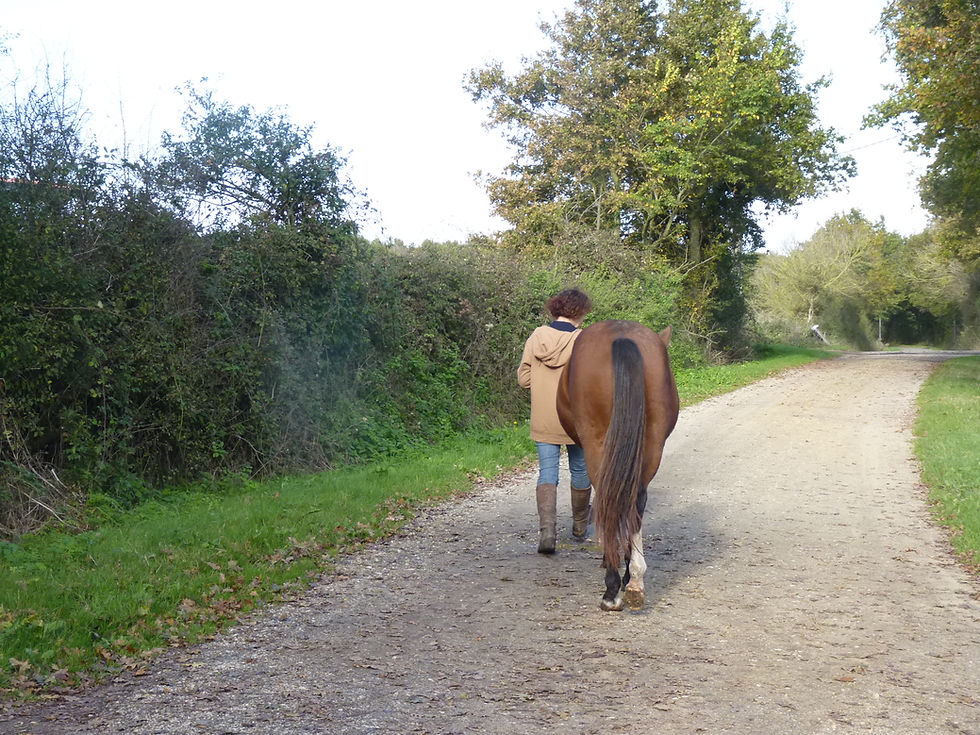 Woman walking a brown horse down a tree-lined dirt path, wearing a tan coat and boots. Green foliage and a clear sky create a calm setting.