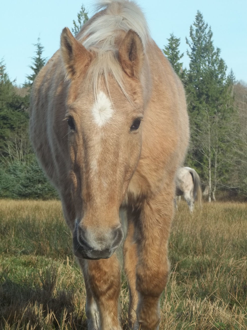 Thumbnail: Mary's Pasture