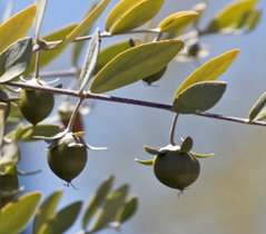 SainBiotics Golden Organic Jojoba Oil is produced from 100% cold pressed oil from the seeds of the plant, Simmondsia chinensis, of the botanical plant family Sommondsiaceae