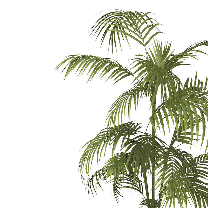 green_indoor_plant_with_white_background