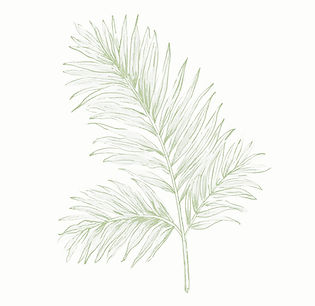 ccs4593_creaty_a_luxury_simple_palm_leaf