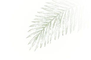 ccs4593_creaty_a_luxury_simple_palm_leaf