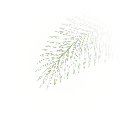 ccs4593_creaty_a_luxury_simple_palm_leaf