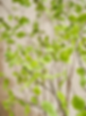 Thumbnail: Multi-Stemmed Faux Beech Tree 260cm