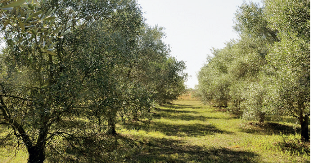 Depuis quelques années, et bien que de façon qui reste anecdotique, des oliveraient se développement dans la région Charentaise, et, d'une façon générale dans le Grand Sud-Ouest.