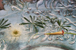 Poppy Pod with White Flower