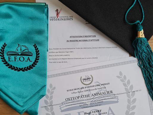 Diplôme national en Ostéopathie animale