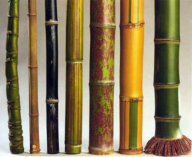 bambooimport.com