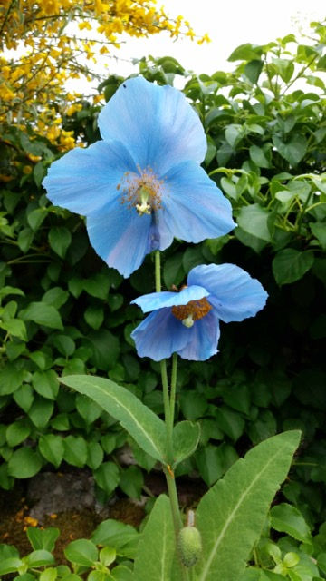 Jackies_June_Garden5