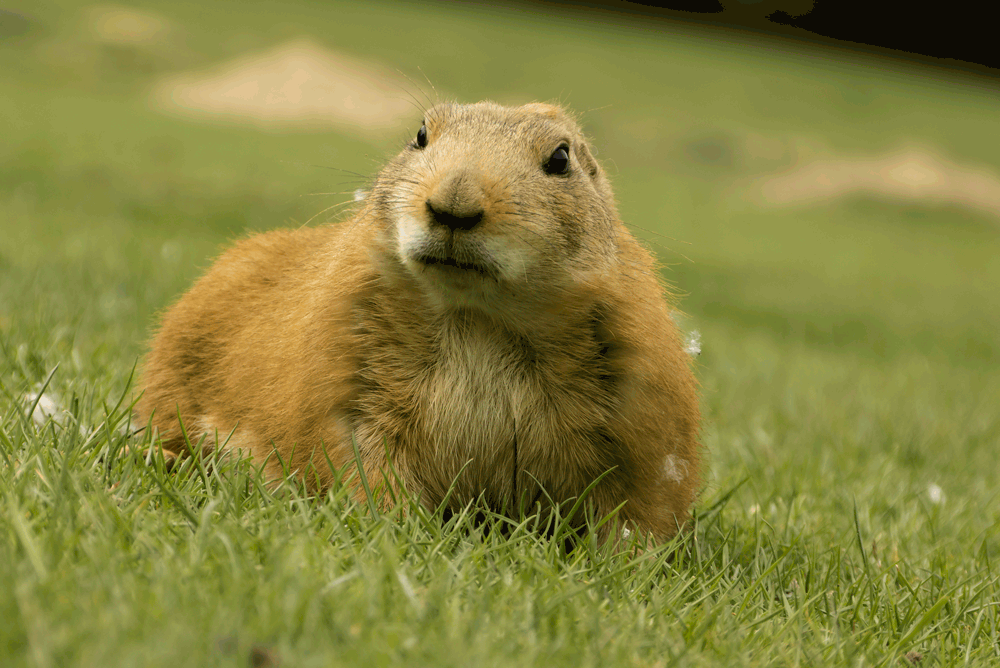 Prarie Dog