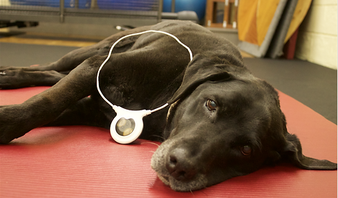 dog loop.png