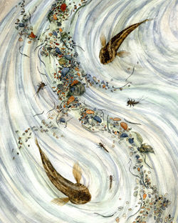 Manifold River bullhead and riverflies