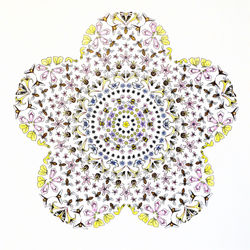 Petals and pollinaters