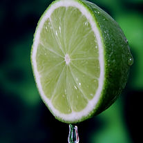 Cítricos, Género Citrus