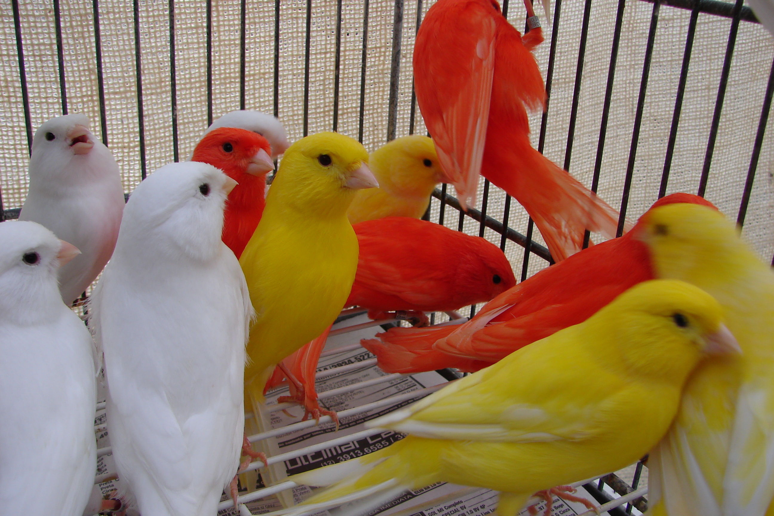Canário branco , vermelho e amarelo