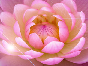 Fittan är unik hos kvinnor