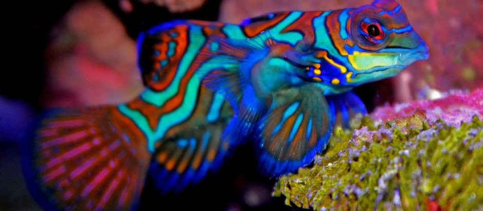 All About Tropical Mandarinfish: The Scaleless Stars