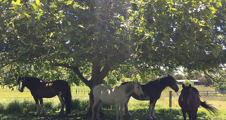 horses and trees.jpg