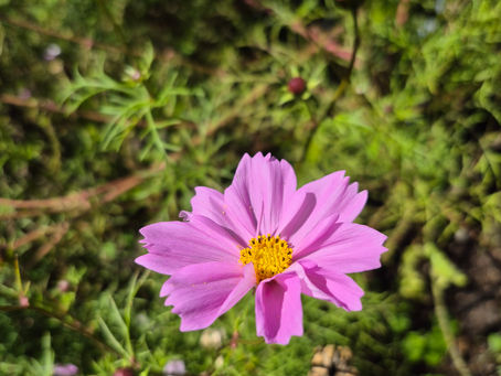 "Petal Power Art" featured on the Yo Cuento blog
