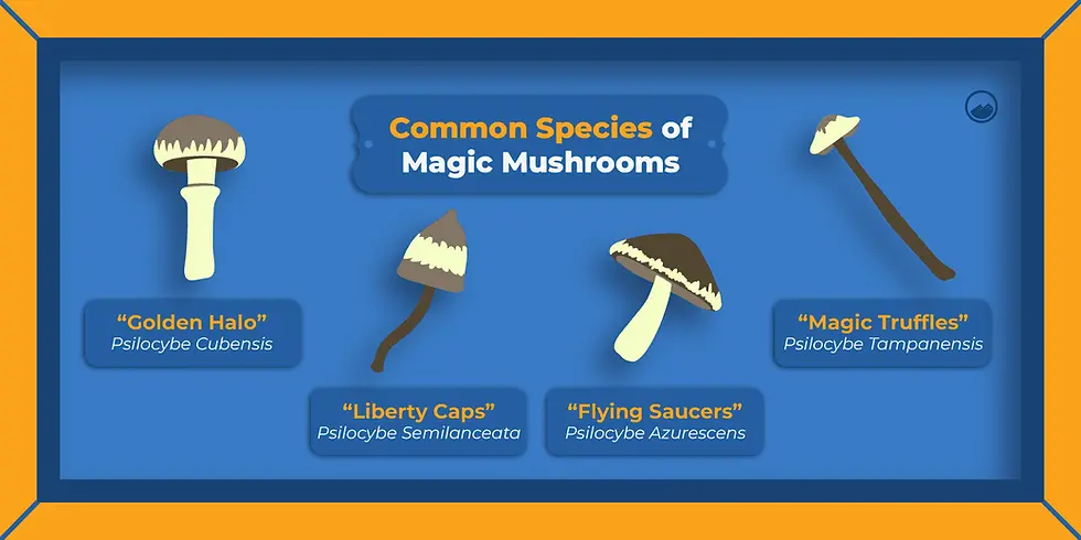 Common types of psilocybin mushrooms